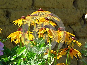 Rudbeckia hirta. Gazania. Gloriosa Daisy. Closeup of black eyed susans yellow garden flowers blooming outdoors. Closeup of flower.