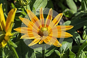 Rudbeckia hirta `Irish Spring`