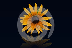 black-eyed susan with reflection