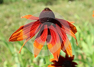 Rudbeckia hirta & x27;Summerina Orange& x27; red and orange flower