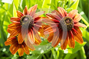 Rudbeckia hirta `Summerina Orange` red-orange flowers