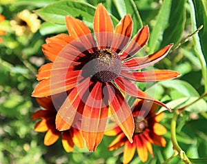 Rudbeckia hirta & x27;Summerina Orange& x27; red and orange flowers