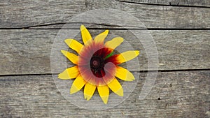 Rudbeckia hirta top view. Gazania. Gloriosa Daisy. Isolated Black-eyed Susan. Beautiful summer outdoor Yellow Flower on aged  Wood