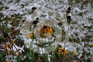 Rudbeckia hirta under the snow in december in the garden. Rudbeckia hirta, commonly called black-eyed Susan, is a flowering plant