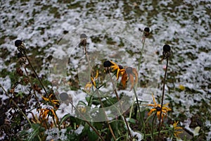 Rudbeckia hirta under the snow in december in the garden. Rudbeckia hirta, commonly called black-eyed Susan, is a flowering plant