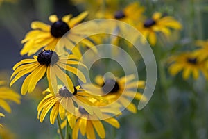 Rudbeckia hirta yellow flower with black brown centre in bloom, black eyed susan in the garden