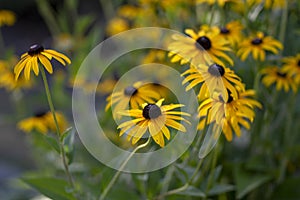 Rudbeckia hirta yellow img