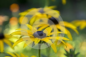 Rudbeckia hirta yellow img