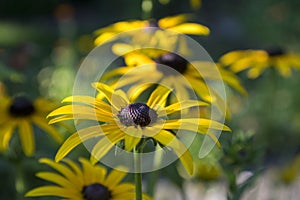 Rudbeckia hirta yellow img