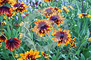 Rudbeckia hirta yellow flowers in a summer garden. Black-eyed Susan plants in flowering season