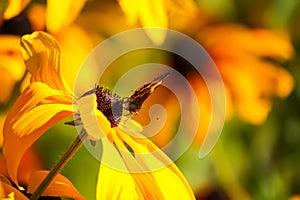 Rudbeckia hirta yellow flowers in a summer garden. Black-eyed Susan plants in flowering season