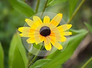 Rudbeckia hirta yellow flowers in a summer garden. Black-eyed Susan plants in flowering season