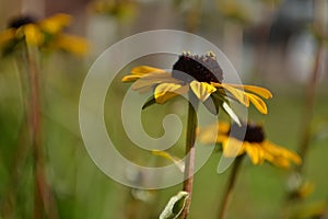 Rudbeckia in hometown garden