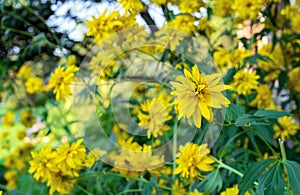 Rudbeckia laciniata or coneflower Golden ball blooms in the summer garden.