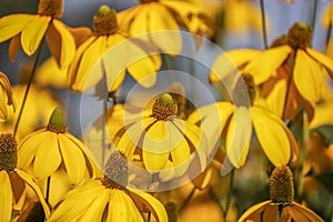 Rudbeckia laciniata, the cutleaf coneflower