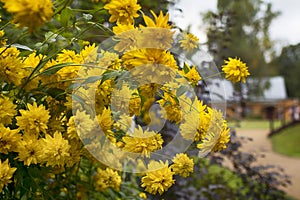 Rudbeckia laciniata cutleaf coneflower golden ball yellow flowers