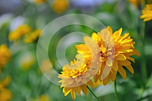 Rudbeckia Laciniata Flowers Golden Glow Coneflower