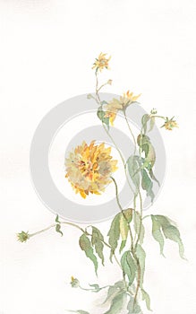 Rudbeckia laciniata flowers watercolor painting