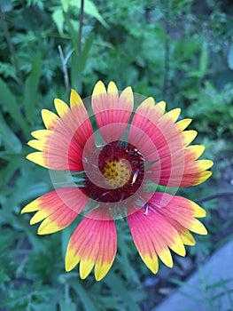 Rudbeckia laciniata L.