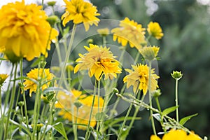 Rudbeckia laciniata yellow flowers