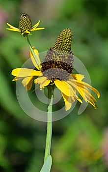 Rudbeckia maxima, the great coneflower,