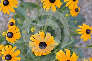 Rudbeckia plants, the Asteraceae yellow and brown flowers. Black brown -eyed Susan flowers. The starry flowers of these
