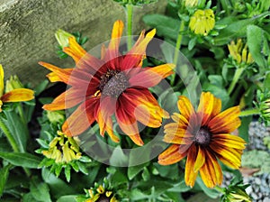 Rudbeckia 'Summerina Orange'