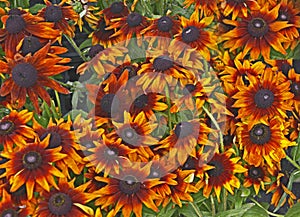 Rudbeckia \'Summerina Orange\' in a flower border