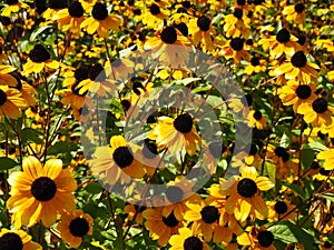 Rudbeckia, Toto, Black-Eyed Susan flowers of the Asteraceae family. Many bright beautiful yellow rudbeckia mixed triloba