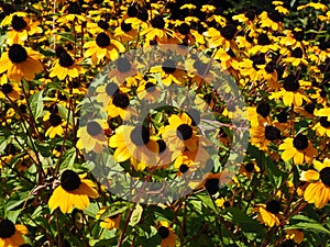 Rudbeckia, Toto, Black-Eyed Susan flowers of the Asteraceae family. Many bright beautiful yellow rudbeckia mixed triloba