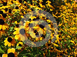 Rudbeckia, Toto, Black-Eyed Susan flowers of the Asteraceae family. Many bright beautiful yellow rudbeckia mixed triloba