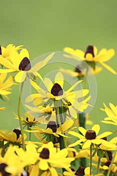 Rudbeckia triloba