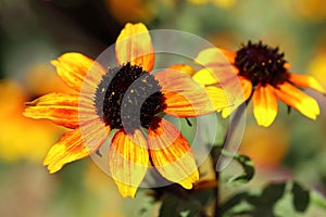 Rudbeckia triloba blooms in the summer period from June to November