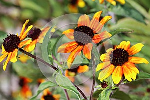 Rudbeckia triloba blooms in the summer period with many small flowers