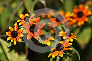 Rudbeckia triloba blooms is a variant of bright small scarlet flowers