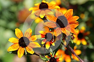 Rudbeckia triloba `Red Sport has many multicolored small flowers