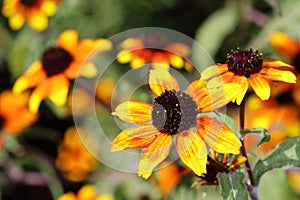 Rudbeckia triloba `Red Sport is a strong plant with a long flowering period