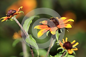 Rudbeckia triloba `Red Sport` in various colors of yellow, orange-red with black heart