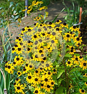 Rudbeckia triloba yellow flowers (browneyed Susan, brown-eyed Susan, thin-leaved coneflower, three-leaved coneflower)