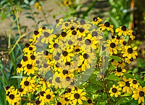 Rudbeckia triloba yellow flowers (browneyed Susan, brown-eyed Susan, thin-leaved coneflower, three-leaved coneflower)