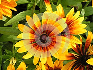 Rudbeckia Hirta - Coneflower - Cappuccino