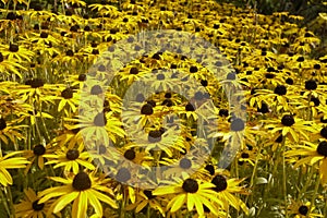 Rudbeckia yellow field in an English Summer