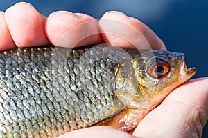 Rudd fish in angler hand