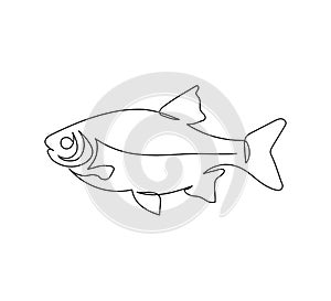 Rudd, roach fish, perch, carp, crucian carp continuous line drawing. One line art of freshwater fish, seafood.