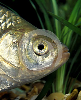 RUDD scardinius erythrophthalmus, CLOSE-UP OF HEAD