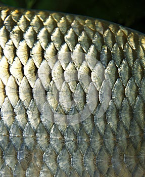 RUDD scardinius erythrophthalmus, CLOSE-UP OF SCALES