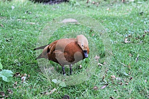 A Rudddy Shelduck on the ground