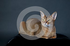 Ruddy Abyssinian Cat