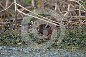 Ruddy-breasted crake or ruddy crake