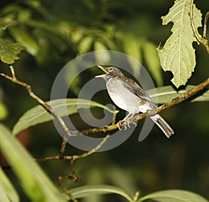 Ruddy-capped Nightingale-Thrush (Catharus frantzii